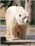 Here's a new scan of mine - Chief Big White Bear from Hannover Zoo