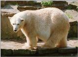 Another one with a bit of contrast to it - Polar bear in Hannover Zoo