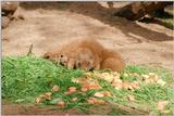 Another 1999 Hagenbeck Zoo pic - Prairie dogs at the salad bar