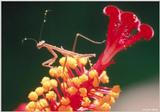 Re: Please Help : Preying Mantis pictures required