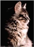 Little Cat pics:  Portrait of Princess