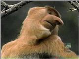 proboscis monkey2