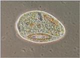 Protozoa series - REPOST #15 - Prorodon - new scans hopefully starting Friday