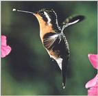 Hummingbird - purple-throated mountain-gem hummingbird