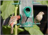 House finches 3