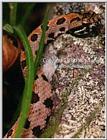 Pygmy Rattlesnake - ktatlow@xta.com