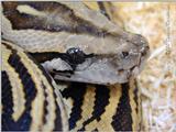 Burmese python - labrynth pattern