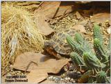 Madagascan spider tortoise