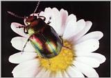 Rainbow colored beetle