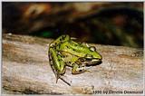 Southern Leopard frog - VA
