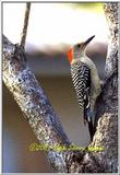 Trip to Wakohadatchee Wetlands [5/7] - RedBellied Woodpecker.jpg (1/1)