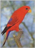 Lories: Red Lory