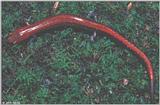 red-backed salamander (Plethodon cinereus) #1