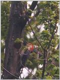 Red headed woodpecker