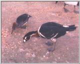 Waterfowl - Red-breasted Goose & Hooded Merganser Hen