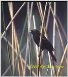 Trip to Wakohadatchee Wetlands  - Blackbird ina rush.jpg