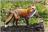 Red Fox2