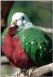 Bird in Christmas Colors (Fruit Pigeon)