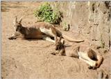 Another Hagenbeck Zoo repost/rescan - Red kangaroo siesta