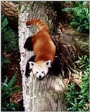 red panda - redpanda 237-27.jpg (0/3)