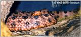Red Pygmy Rattlesnake