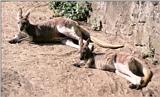 Hagenbeck Zoo - pair of red kangaroos - more tigers to come in a moment :-)