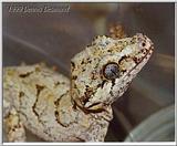 New Caledonian Gecko - Rhacadactylus