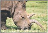 Rhinoceros #1 = white rhinoceros (Ceratotherium simum)