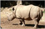 Rhino = white rhinoceros (Ceratotherium simum)
