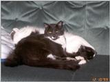 Cats -- Richie and Nicky