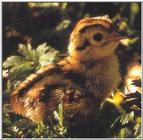 Ringneck Pheasant Chick