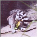 Re: lemur....almost over lol
