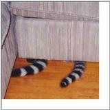 Re: ringtail cat pictures