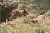 Frankfurt Zoo again - Rock Kangaroos having siesta...
