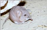 rodent - short-eared elephant shrew