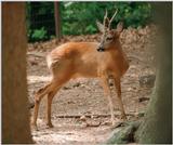 Schwarze Berge Wild Animal Park again - Portrait of a roe deer buck