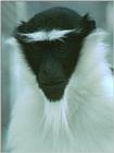 Rolaway Monkey -- Roloway monkey (Cercopithecus roloway)