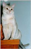 Romeo alias Mr. Loverboy - Cream Burmese Cat