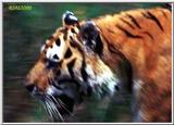 Royal Bengal Tiger - Tiger1.jpg