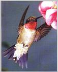 REPOST: DTS 16 Ruby-Throated Hummingbird