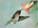 Re: Hummingbirds Please  - Hummingb.gif