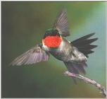 Hummingbird - hb002.jpg