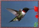 Hummingbird - Ruby-throat