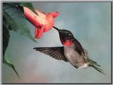 Ruby-throated Hummingbird  (7)