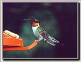 Hummingbird - Ruby-throat
