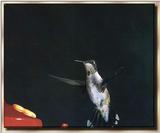 Hummingbird - Ruby-throated
