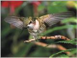 Re: REQ: chipmunks, deer, hummingbirds - Ruby-throated Hummingbird 28