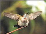 Re: REQ: chipmunks, deer, hummingbirds - Ruby-throated Hummingbird 38