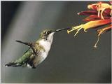 Re: REQ: chipmunks, deer, hummingbirds - Ruby-throated Hummingbird 58