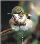 Re: REQ: chipmunks, deer, hummingbirds - Ruby-throated Hummingbird 64